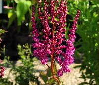 Astilbe chinensis taquetia 'Purpurlanze'