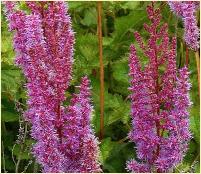 Astilbe chinensis var. taquetii 'Superba'