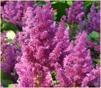 Astilbe japonica 'Mainz' closeup 2