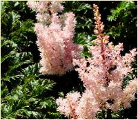 Astilbe microphylla