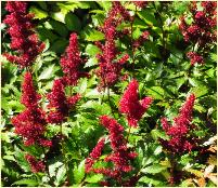 Astilbe japonica 'Montgomery'habitus vn