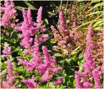 Astilbe japonica 'Rheinland'  bloeiwijze