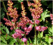 Astilbe simplicifolia 'Sheila Haxton ' begin van bloei 