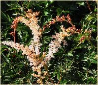 Astilbe simplicifolia 'Darwins Snowsprite'