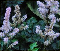 Astilbe x crispa 'Perkeo'