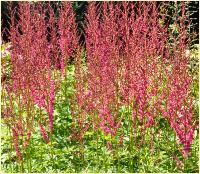 Astilbe x davidii 'Jo Ophorst' habitus