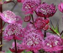 AstrantiamajorGillRichardsonVN