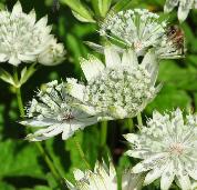 AstrantiamajorSuperStarbijenplantvn