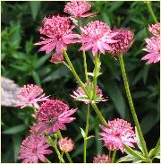 Astrantia 'Venice'