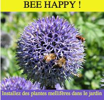 Bee happy installez des plantes mellifères