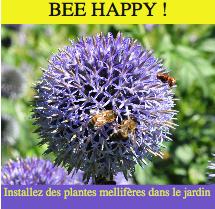 Bee happy installez des plantes mellifères