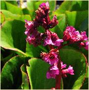 Bergenia 'Sunningdale'flowers closeup 