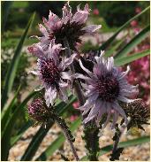 Berkheya purpurea 'Silver Spike' asteraceae 