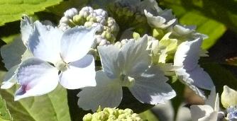 Bluedecklehydrangea