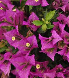 Bougainvillea closeup vnn