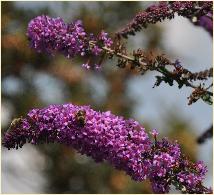 Buddleia davidii 'Orchid Beauty'  VNN