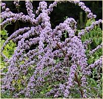 Buddlejaalternifolia