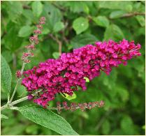 Buddleja davidii buzz 'Sky blue' closeup vn