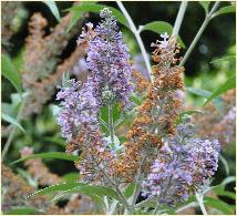 Buddlejacolvileiflowers