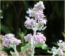 BuddlejacrispaorigineHimalaya