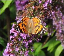 BuddlejaDartmoordistelvlindercloseup3vn