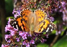 BuddlejaDartmoordistelvlindercloseup3vn