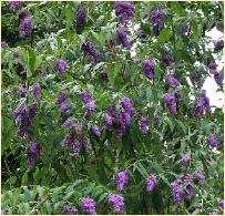 Buddleja daviddii 'Dartmoor'  VNNN