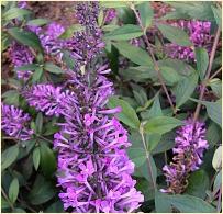 Buddleja davidii 'Argus' paars