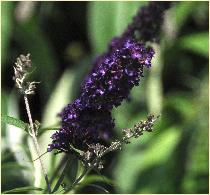 BuddlejadavidiiBlackKnightflowercloseup