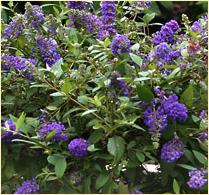 Buddleja davidii 'Blue Chip'