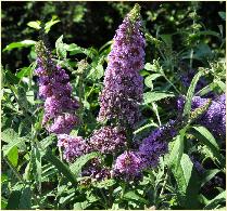 Buddleja davidii buzz 'Sky blue' closeup vn