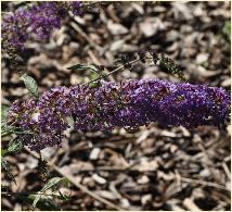 Buddleja davidii 'Ecolonia' bloem closeup vn