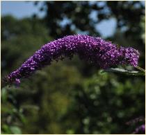 Buddleja davidii 'Flaming Violet 'VN