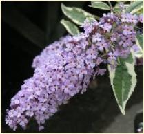 Buddleja davidii 'Florence'