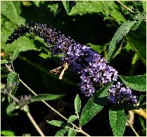 Buddleja davidii 'Glasnevin'  bloem closeup