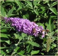 Buddleja davidii 'Lilac Chip' variété naine