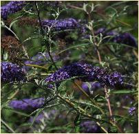 Buddleja davidii 'Nanho Petite Blue 'closeup 