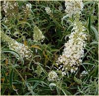 Buddleja davidii 'Nanho White'