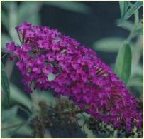 Buddleja davidii 'Argus' paars