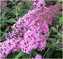 Buddleja davidii 'Pink Delight'