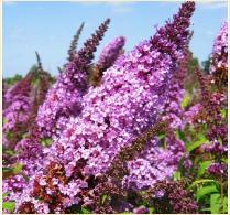 Buddleja davidii 'Peacock'