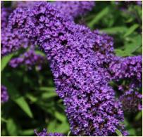 Buddleja davidii 'Purple emperor'