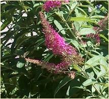 Buddleja davidii 'Summer Beauty'