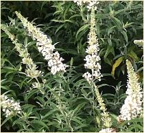 Buddleja davidii 'White ball'