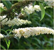 Buddleja davidii 'White Cloud'