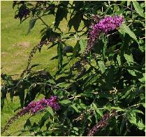 Buddleja davidii x pikei 'Hever'