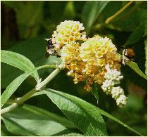 Buddleja globosa 'Lemonball'