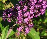 BuddlejaIledeFrancebijenplant