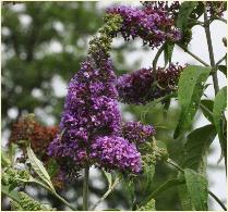 Buddleja japonica flowers