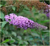 Buddleja 'Katrien Sterken' 